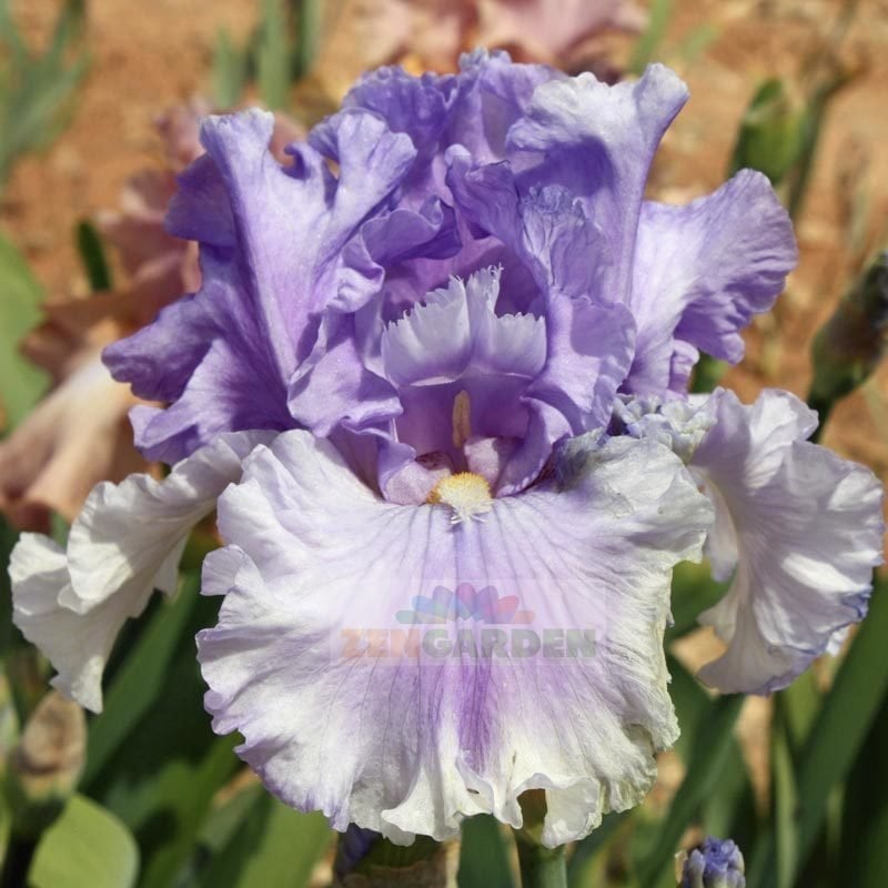 Timescape iris süsen çiçeği soğanı iris germanica