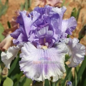 Timescape iris süsen çiçeği soğanı iris germanica