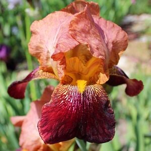 Caligula İris Fidanı – Iris germanica ‘Caligula’