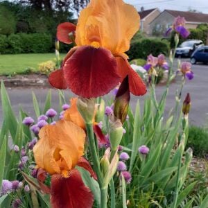 Caligula İris Fidanı – Iris germanica ‘Caligula’