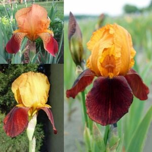 Caligula İris Fidanı – Iris germanica ‘Caligula’