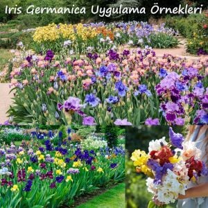 Caligula İris Fidanı – Iris germanica ‘Caligula’