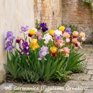 Caligula İris Fidanı – Iris germanica ‘Caligula’