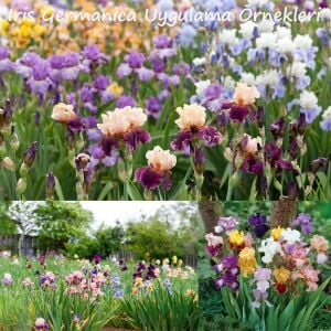 Caligula İris Fidanı – Iris germanica ‘Caligula’
