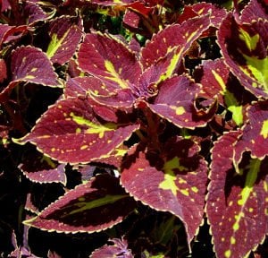 Saturan yaprak güzeli fidesi coleus x blumei kolyoz