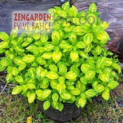 Zencefilli nane fidesi mentha gracilis ginger mint 3 fide