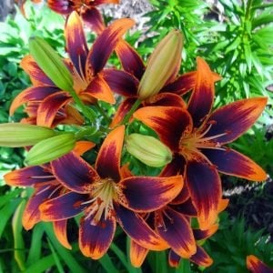 2 adet Forever Susan zambak soğanı ithal asiatic lilium