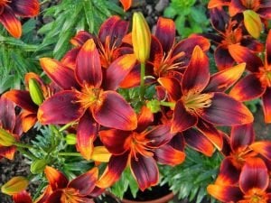 2 adet Forever Susan zambak soğanı ithal asiatic lilium
