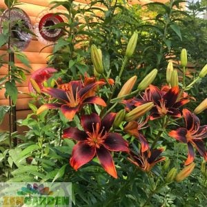 2 adet Forever Susan zambak soğanı ithal asiatic lilium