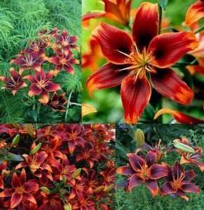 2 adet Forever Susan zambak soğanı ithal asiatic lilium