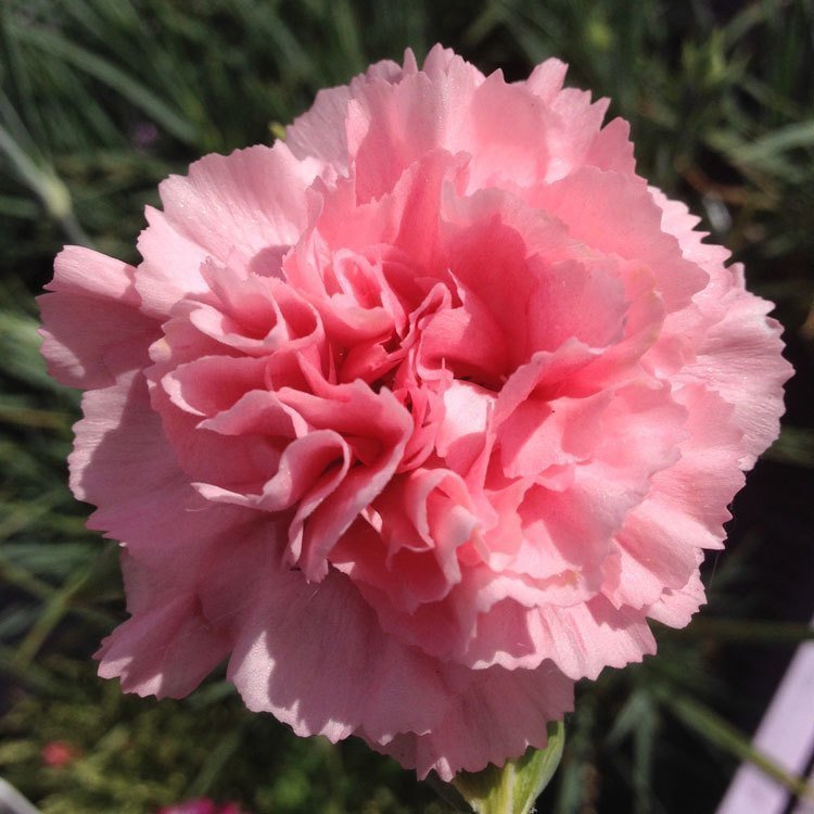 Yoğun kokulu letitia wyatt karanfil katlı ithal dianthus