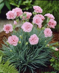 Yoğun kokulu letitia wyatt karanfil katlı ithal dianthus