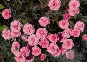 Yoğun kokulu letitia wyatt karanfil katlı ithal dianthus