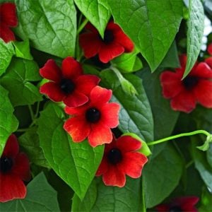 Karagözlü suzan sarmaşığı fidesi thunbergia alata cherry