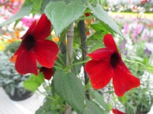 Karagözlü suzan sarmaşığı fidesi thunbergia alata cherry