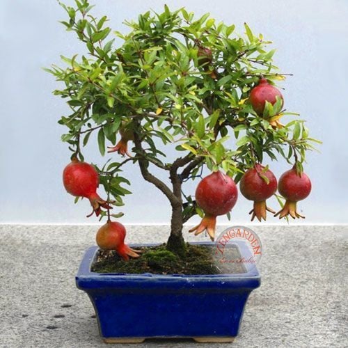 Cüce nar fidesi punica granatum nana
