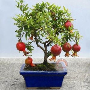 Cüce nar fidesi punica granatum nana