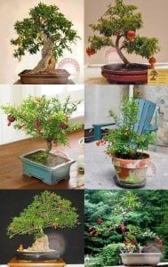 Cüce nar fidesi punica granatum nana