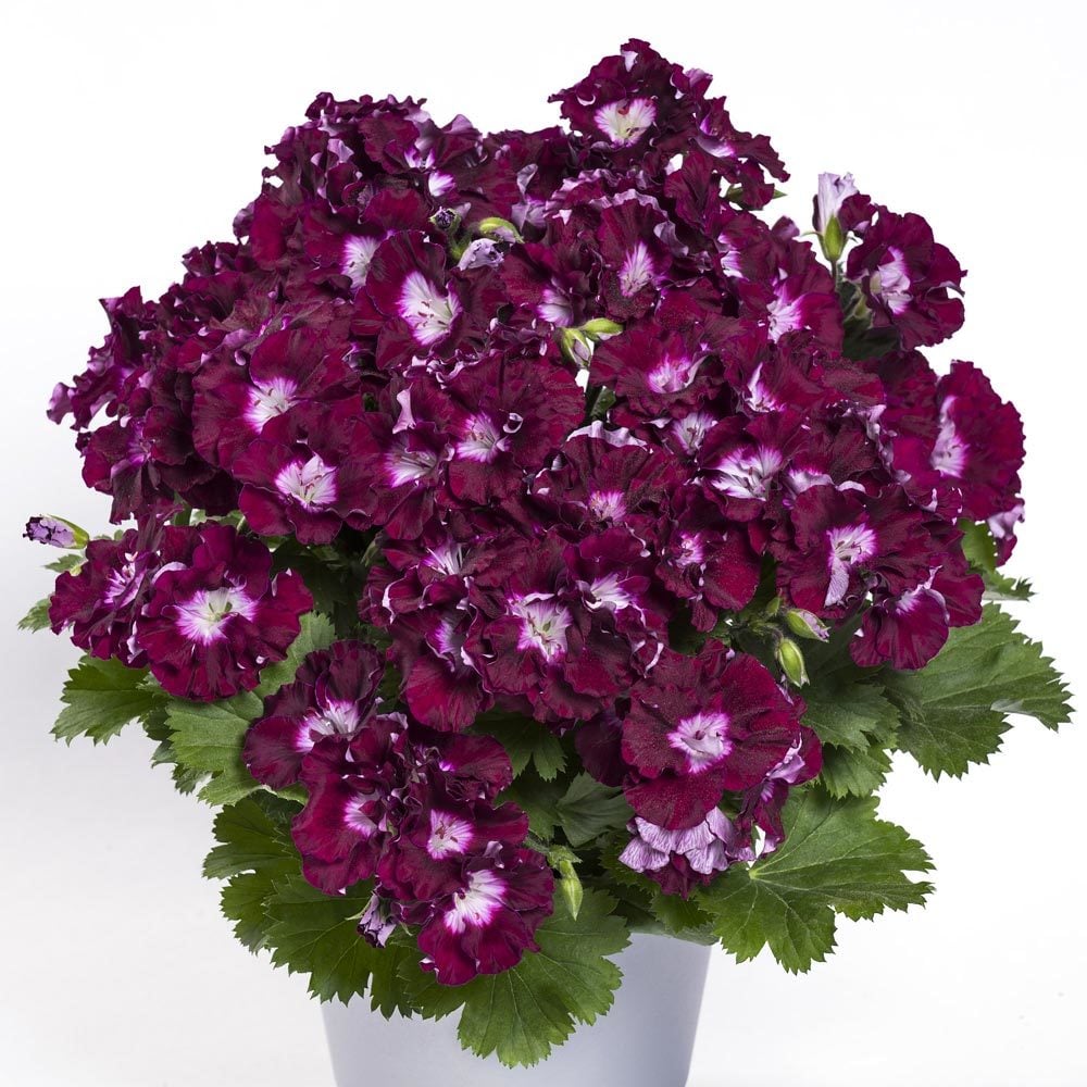 Melva mor canan sardunya fidesi ithal fincan sardunya burgundy