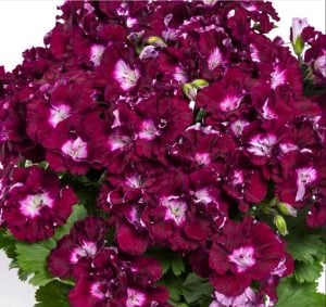 Melva mor canan sardunya fidesi ithal fincan sardunya burgundy