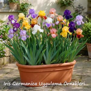 Swahili İris Fidanı – Egzotik Renkli Germanica İris
