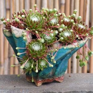 Sempervivum arachnoideum sukulent rozet bitki