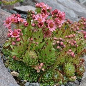 Sempervivum arachnoideum sukulent rozet bitki