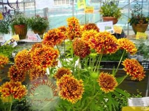 Gaillardia tohumu katmerli hibrit sundance bicolor