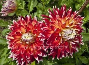 Akita dahlia soğanı ithal yıldız çiçeği çiçek çapı 20 cm dinnerplate