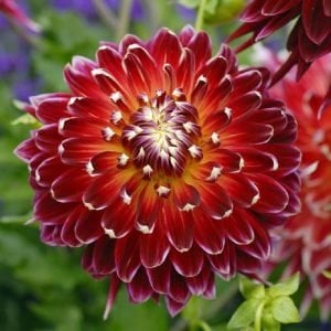 Akita dahlia soğanı ithal yıldız çiçeği çiçek çapı 20 cm dinnerplate