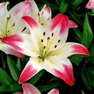 2 adet Lollypop zambak çiçeği soğanı ithal asiatic lilium