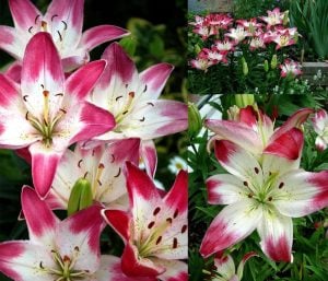 2 adet Lollypop zambak çiçeği soğanı ithal asiatic lilium