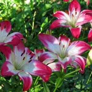 2 adet Lollypop zambak çiçeği soğanı ithal asiatic lilium