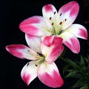 2 adet Lollypop zambak çiçeği soğanı ithal asiatic lilium
