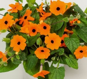 Karagözlü suzan sarmaşığı fidesi thunbergia sunny susy new orange