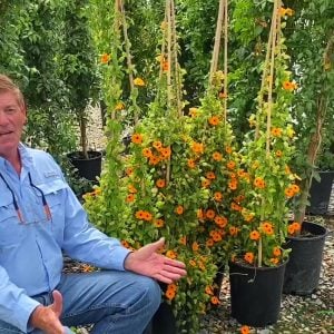 Karagözlü suzan sarmaşığı fidesi thunbergia sunny susy new orange