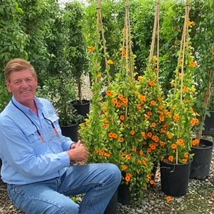 Karagözlü suzan sarmaşığı fidesi thunbergia sunny susy new orange