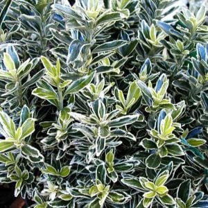 Beyaz yeşil çıtır taflan fidanı euonymus japonicus microphyllus white spire