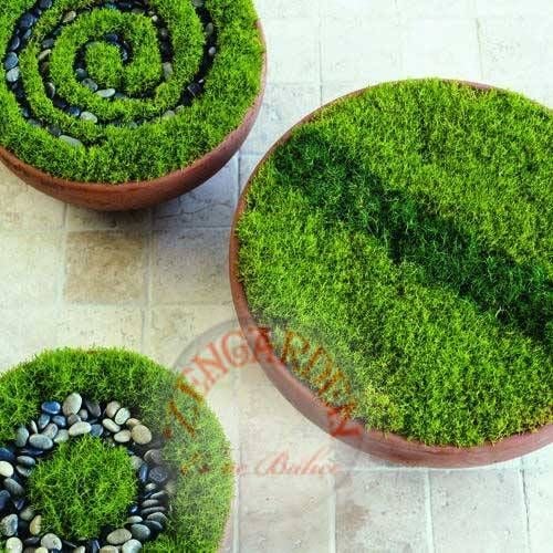 Sagina subulata tohumu irish moss tohumu ekime hazır halde