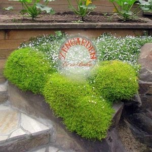 Sagina subulata tohumu irish moss tohumu ekime hazır halde