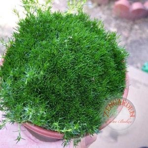 Sagina subulata tohumu irish moss tohumu ekime hazır halde