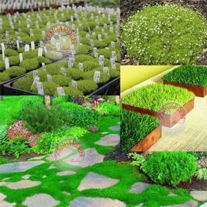 Sagina subulata tohumu irish moss tohumu ekime hazır halde