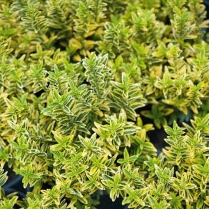 Sarı yeşil çıtır taflan fidanı euonymus japonicus microphyllus aureovariegatus