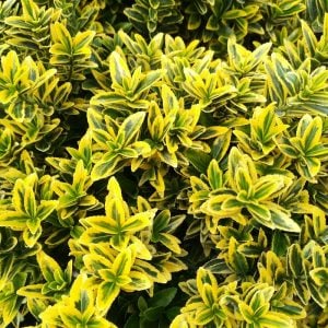 Sarı yeşil çıtır taflan fidanı euonymus japonicus microphyllus aureovariegatus