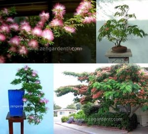 Albizzia julibrissin gülibrişim ağacı tohumu