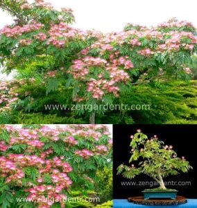 Albizzia julibrissin gülibrişim ağacı tohumu