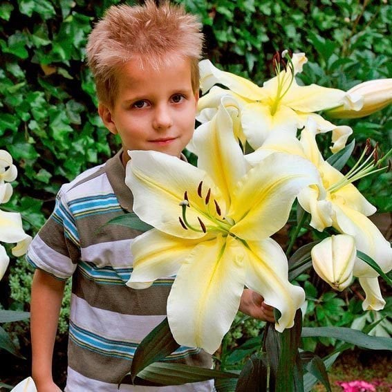 Big brother ağaç zambak soğanı kokulu ithal tree lily