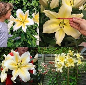 Big brother ağaç zambak soğanı kokulu ithal tree lily