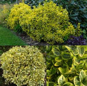 Altuni taflan fidanı euonymus japonica aureus
