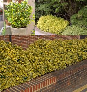Altuni taflan fidanı euonymus japonica aureus